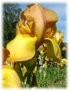 Iridaceae Iris x hybrida hort. cv. Strange Interlude