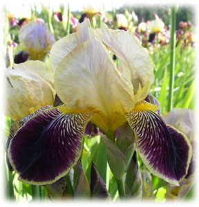 Iridaceae Iris x hybrida hort. cv. Snow Tenum