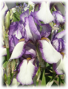 Iridaceae Iris x hybrida hort. cv. Raspberry Ribbon