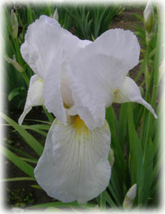Iridaceae Iris x hybrida hort. cv. Schneegottin