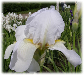 Iridaceae Iris x hybrida hort. cv. Schneegottin