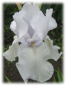 Iris x hybrida hort. cv. Chalk Talk