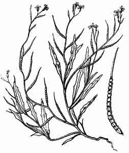 Brassicaceae Chorispora tenella (Pall.) DC. 