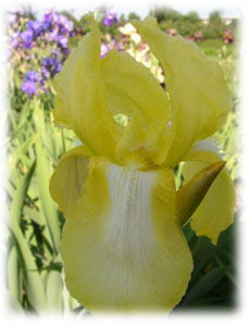 Iridaceae Iris x hybrida hort. cv. Truly Yours