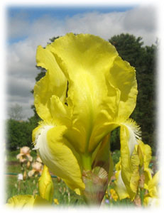 Iridaceae Iris x hybrida hort. cv. Truly Yours