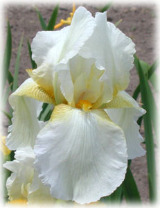 Iridaceae Iris x hybrida hort. cv. Полярная Чайка