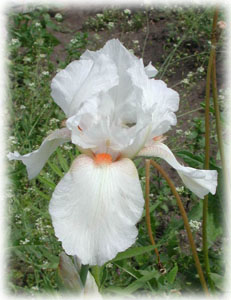 Iridaceae Iris x hybrida hort. cv. Зимнее Утро