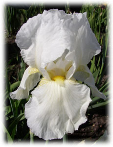Iridaceae Iris x hybrida hort. cv. Русская Зима