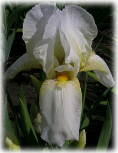 Iridaceae Iris x hybrida hort. cv. Юбилейный