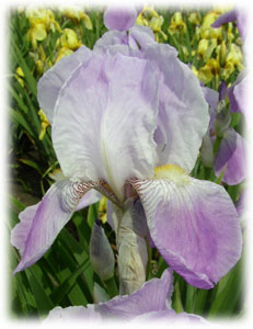 Iridaceae Iris x hybrida hort. cv. Violet Harmony