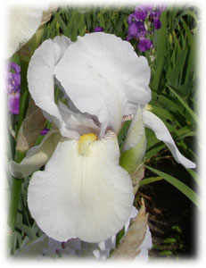 Iridaceae Iris x hybrida hort. cv. White City