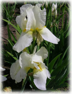 Iridaceae Iris x hybrida hort. cv. Winter Carnival