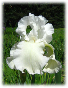 Iridaceae Iris x hybrida hort. cv. Henry Shaw