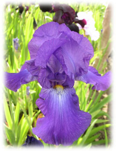 Iridaceae Iris x hybrida hort. cv. Hording