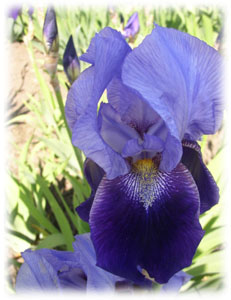 Iridaceae Iris x hybrida hort. cv. Joanna