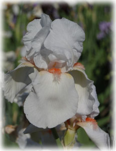 Iridaceae Iris x hybrida hort. cv. Frost and Flame