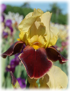 Iridaceae Iris x hybrida hort. cv. Gay Head