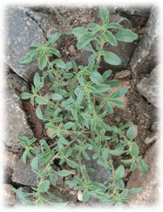 Amaranthaceae Amaranthus blitoides S. Wats. 