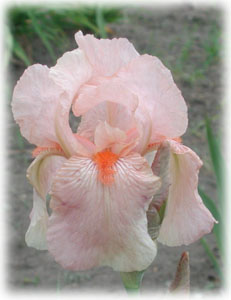 Iridaceae Iris x hybrida hort. cv. Pink Cameo