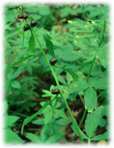 Brassicaceae Dentaria bulbifera L. 