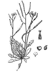 Brassicaceae Diplotaxis muralis (L.) DC. 