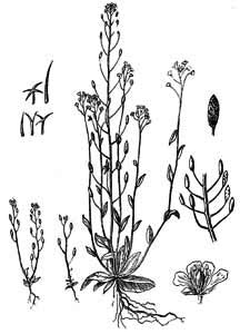 Brassicaceae Draba nemorosa L. 