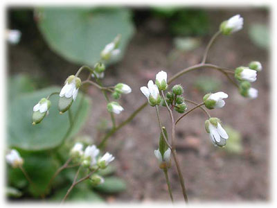 Brassicaceae Erophila verna (L.) Bess. 