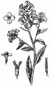 Brassicaceae Hesperis matronalis L. 