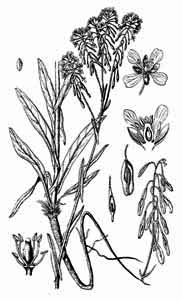 Brassicaceae Isatis tinctoria L. 