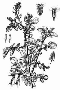 Brassicaceae Nasturtium officinale R. Br. 