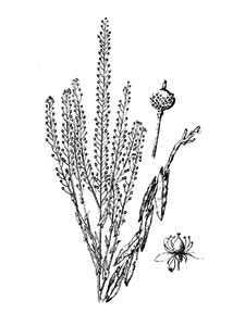 Brassicaceae Neslia paniculata (L.) Desv. 