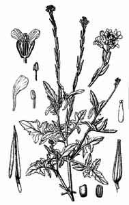 Brassicaceae Sisymbrium officinale (L.) Scop. 