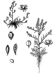 Brassicaceae Subularia aquatica L. 