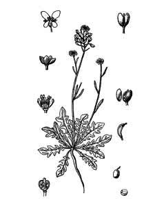 Brassicaceae Teesdalia nudicaulis (L.) R. Br. 
