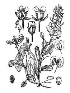 Brassicaceae Thlaspi arvense L. 