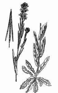 Brassicaceae Turritis glabra L. 