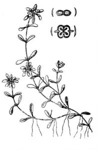 Callitrichaceae Callitriche palustris L. 