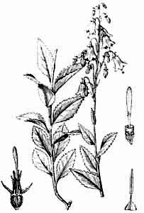 Campanulaceae Adenophora lilifolia (L.) A. DC. 