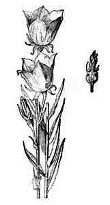 Campanula persicifolia L. 