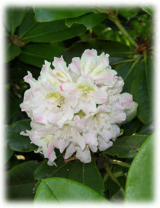 Ericaceae Rhododendron brachycarpum D. Don ex G. Don 