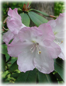 Rhododendron fortunei Lindl. 