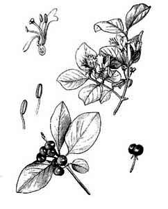Caprifoliaceae Lonicera xylosteum L. 