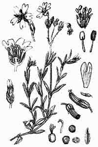 Caryophyllaceae Cerastium arvense L. 
