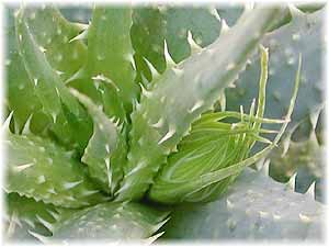 Asphodelaceae Aloe humilis (L.) Mill. var. acuminata
