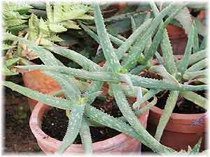 Asphodelaceae Aloe jacksonii Reynolds 