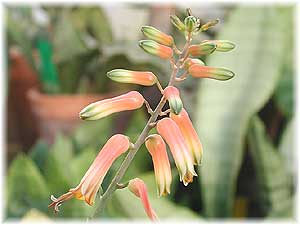 Asphodelaceae Aloe jacksonii Reynolds 