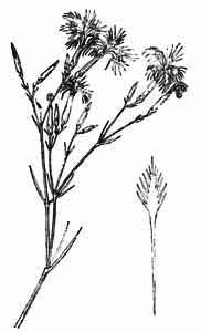 Caryophyllaceae Dianthus stenocalyx Juz. 