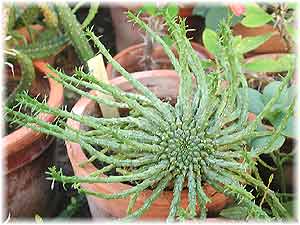 Euphorbia flanaganii N.E. Br. 