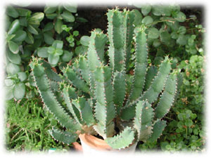 Euphorbiaceae Euphorbia resinifera O. Berg 