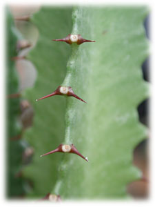 Euphorbiaceae Euphorbia trigona Haw. 